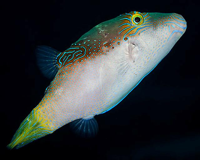  Canthigaster epilampra (Lantern Toby)